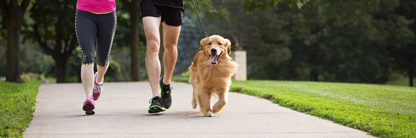 DogWatch of Puget Sound, Monroe, Washington | Electronic Dog Training Collars Footer Image Image