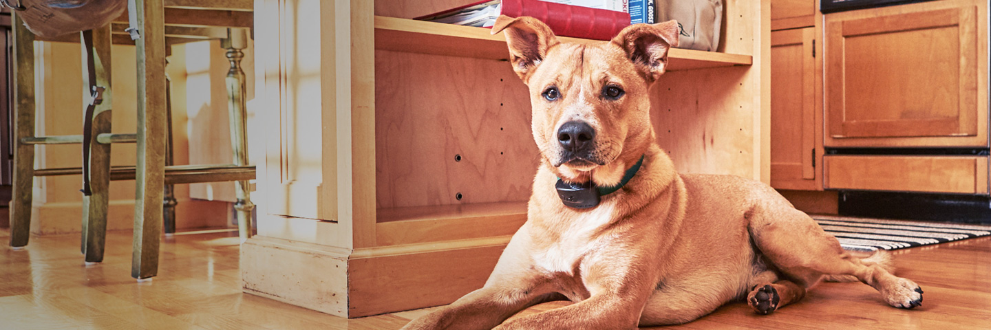 DogWatch of Puget Sound, Monroe, Washington | Indoor Pet Fences Slider Image