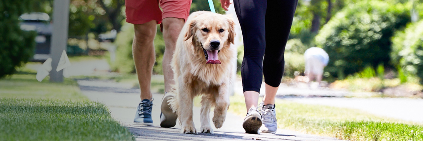 DogWatch of Puget Sound, Monroe, Washington | SideWalker Leash Trainer Slider Image