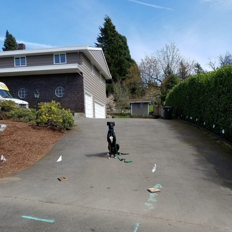 DogWatch of Puget Sound, Monroe, Washington | Photo Gallery  Image