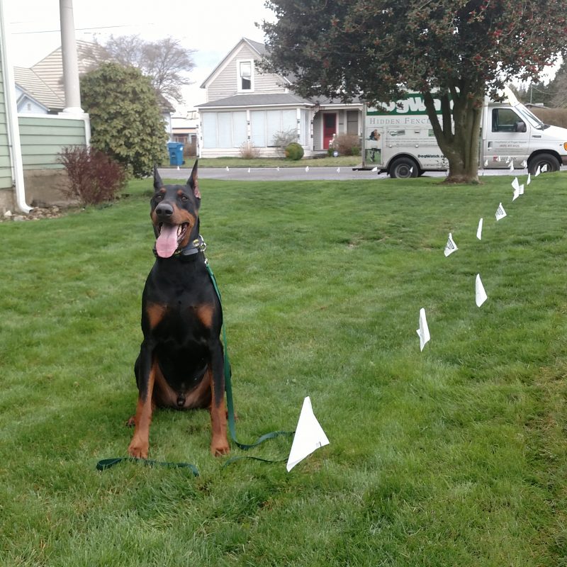 DogWatch of Puget Sound, Monroe, Washington | Photo Gallery  Image