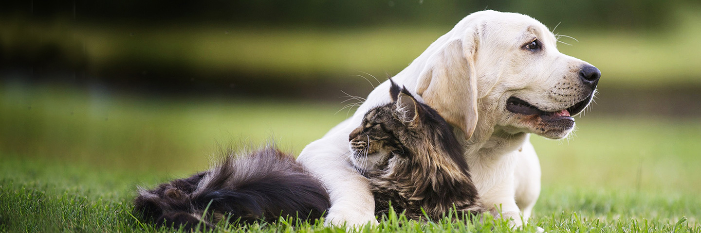 DogWatch of Puget Sound, Monroe, Washington | Cat Fences Slider Image